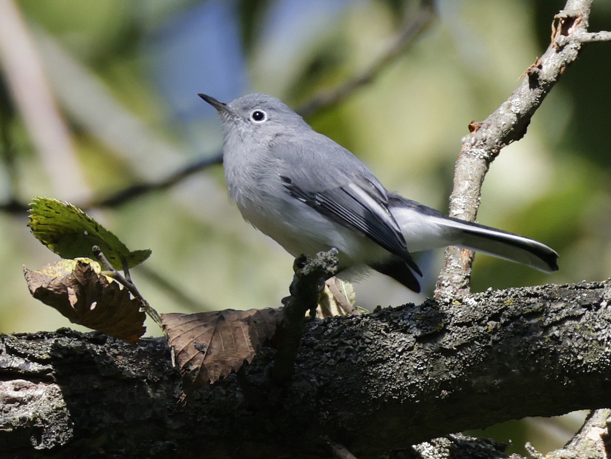Blue-gray Gnatcatcher - ML641269606