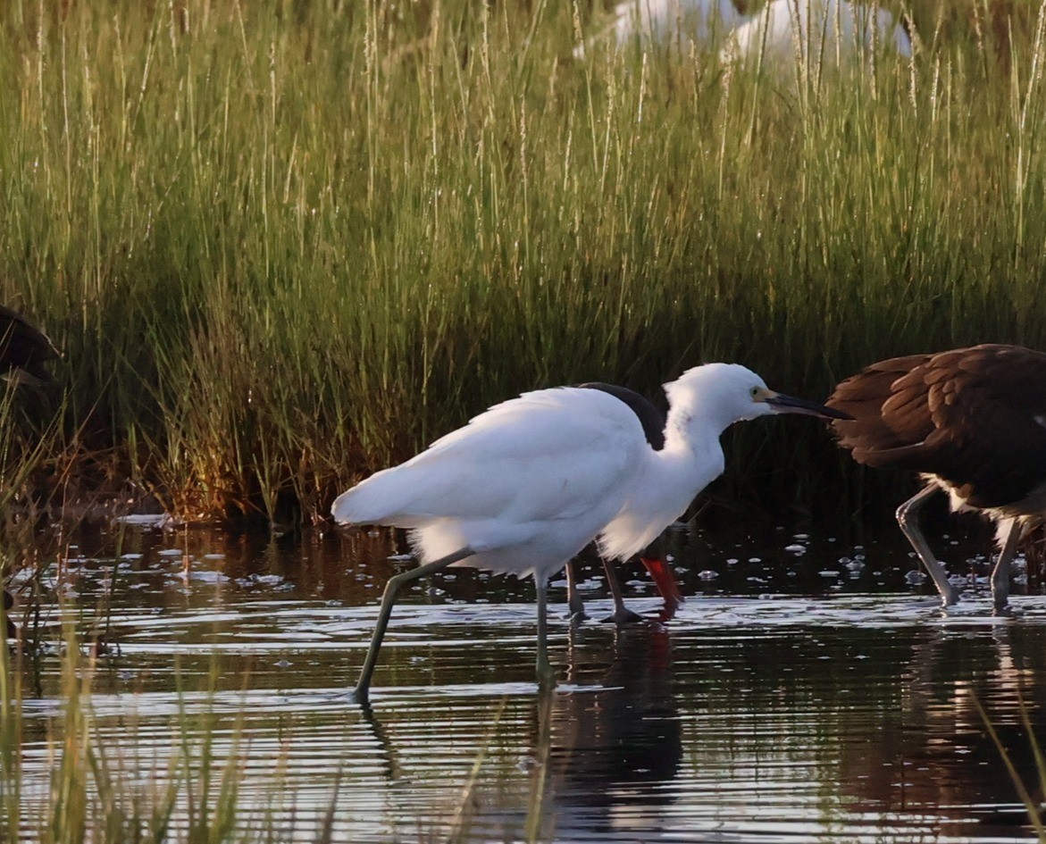 Snowy Egret - ML641269626