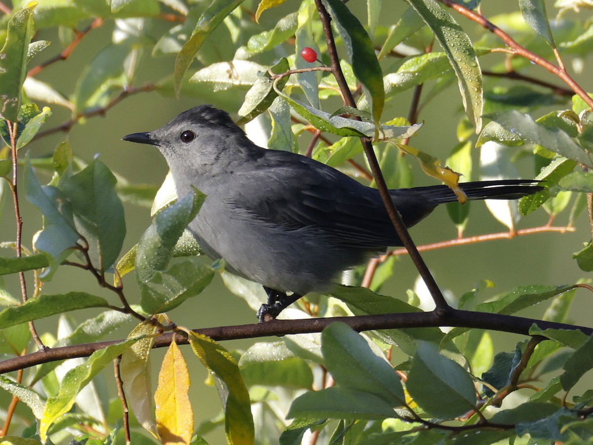 Gray Catbird - ML641269634