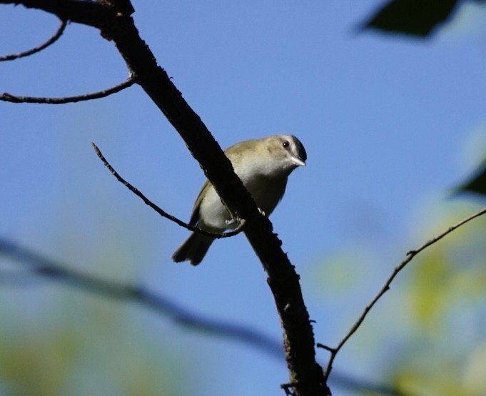 Red-eyed Vireo - ML641269643