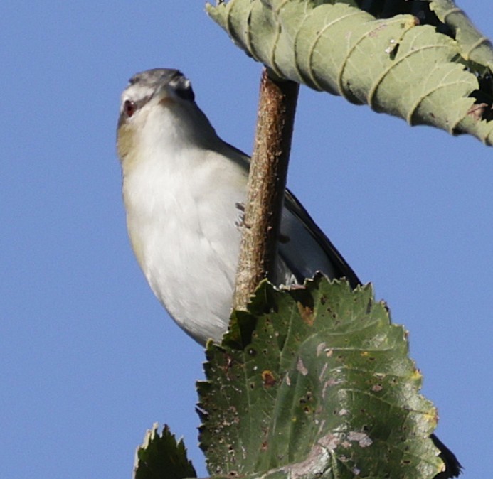 Red-eyed Vireo - ML641269656