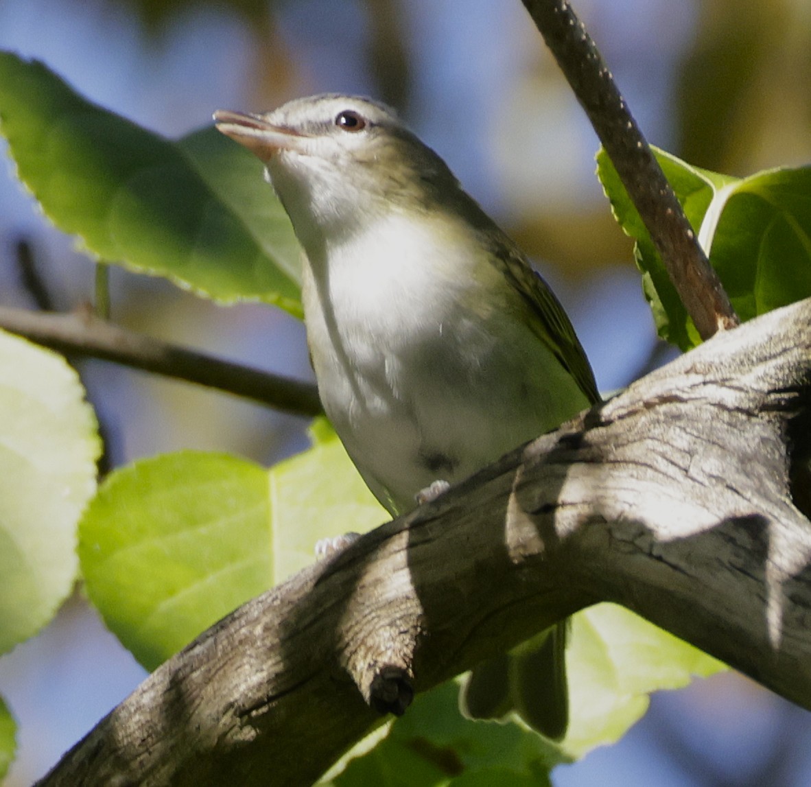 Red-eyed Vireo - ML641269657