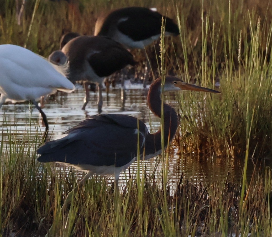 Tricolored Heron - ML641269675