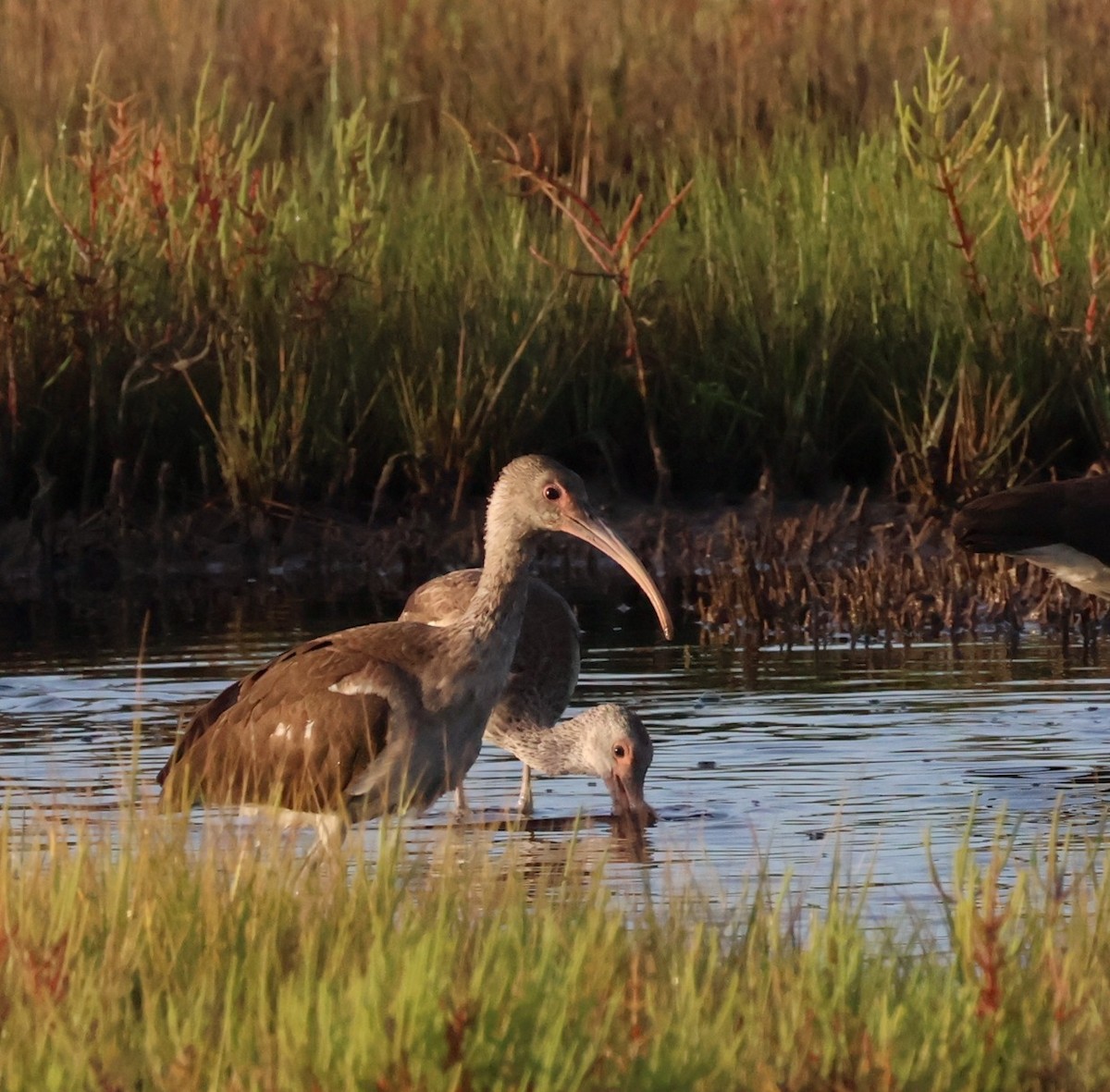 White Ibis - ML641269681