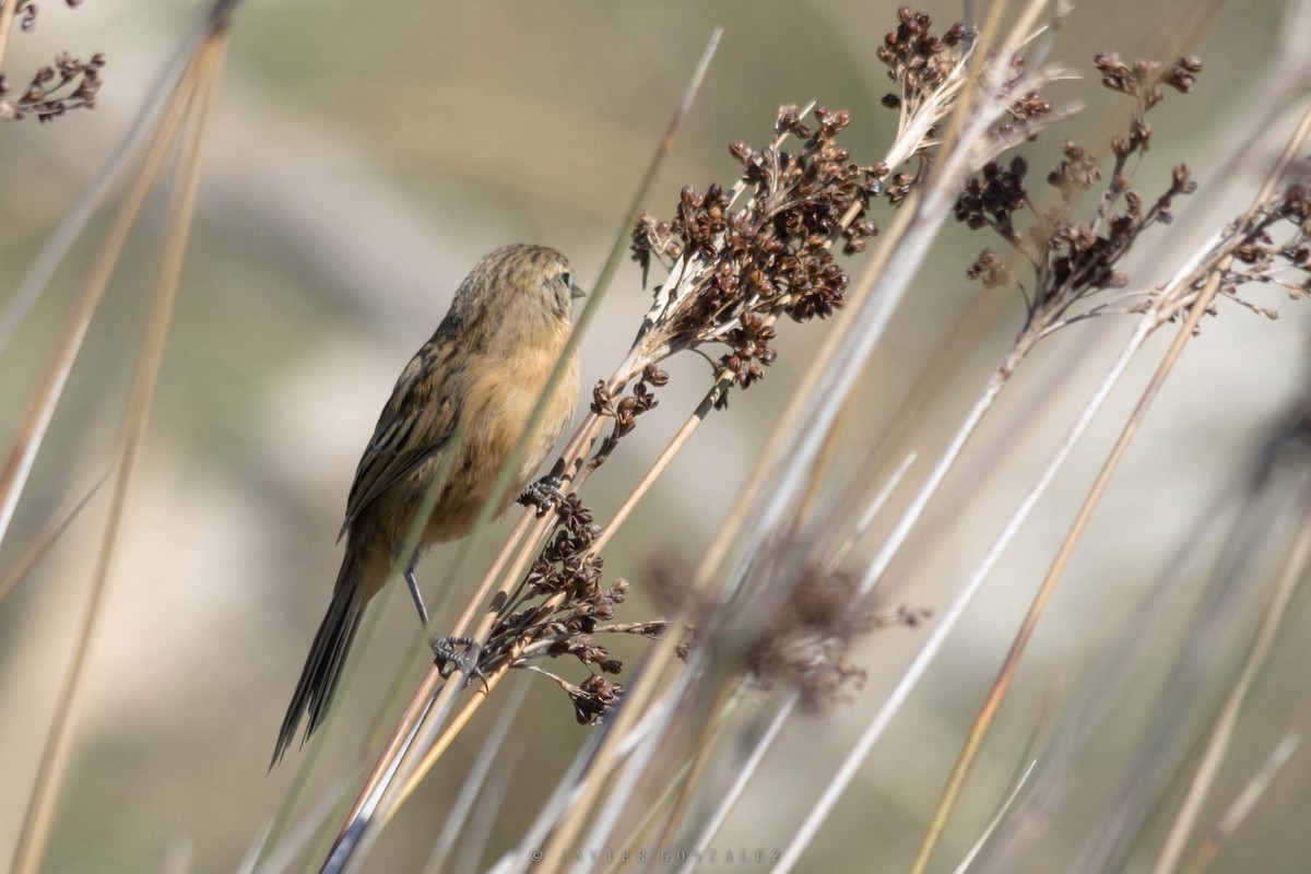 Long-tailed Reed Finch - ML641269690
