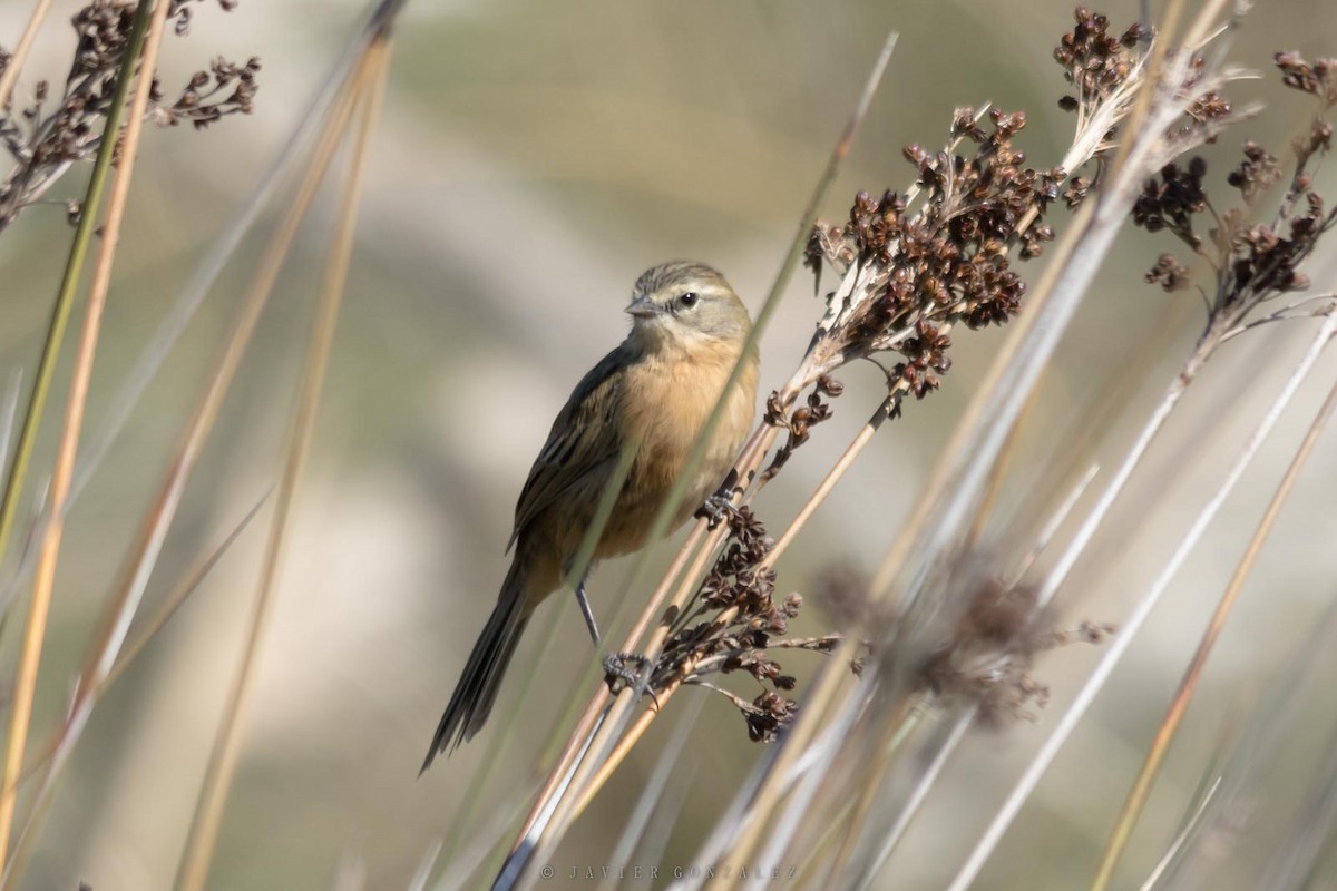Long-tailed Reed Finch - ML641269691