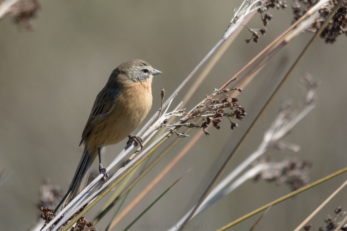 Long-tailed Reed Finch - ML641269692