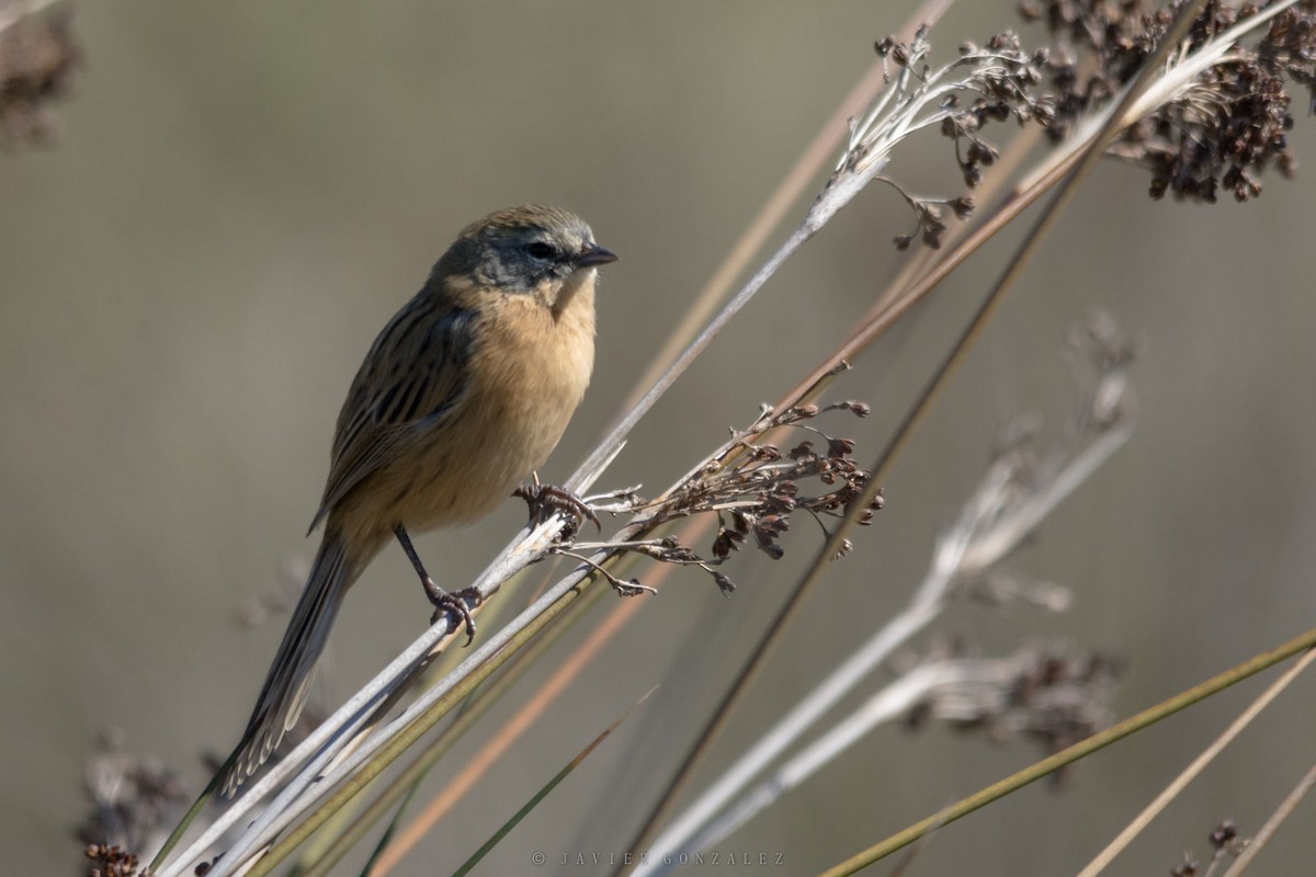 Long-tailed Reed Finch - ML641269693