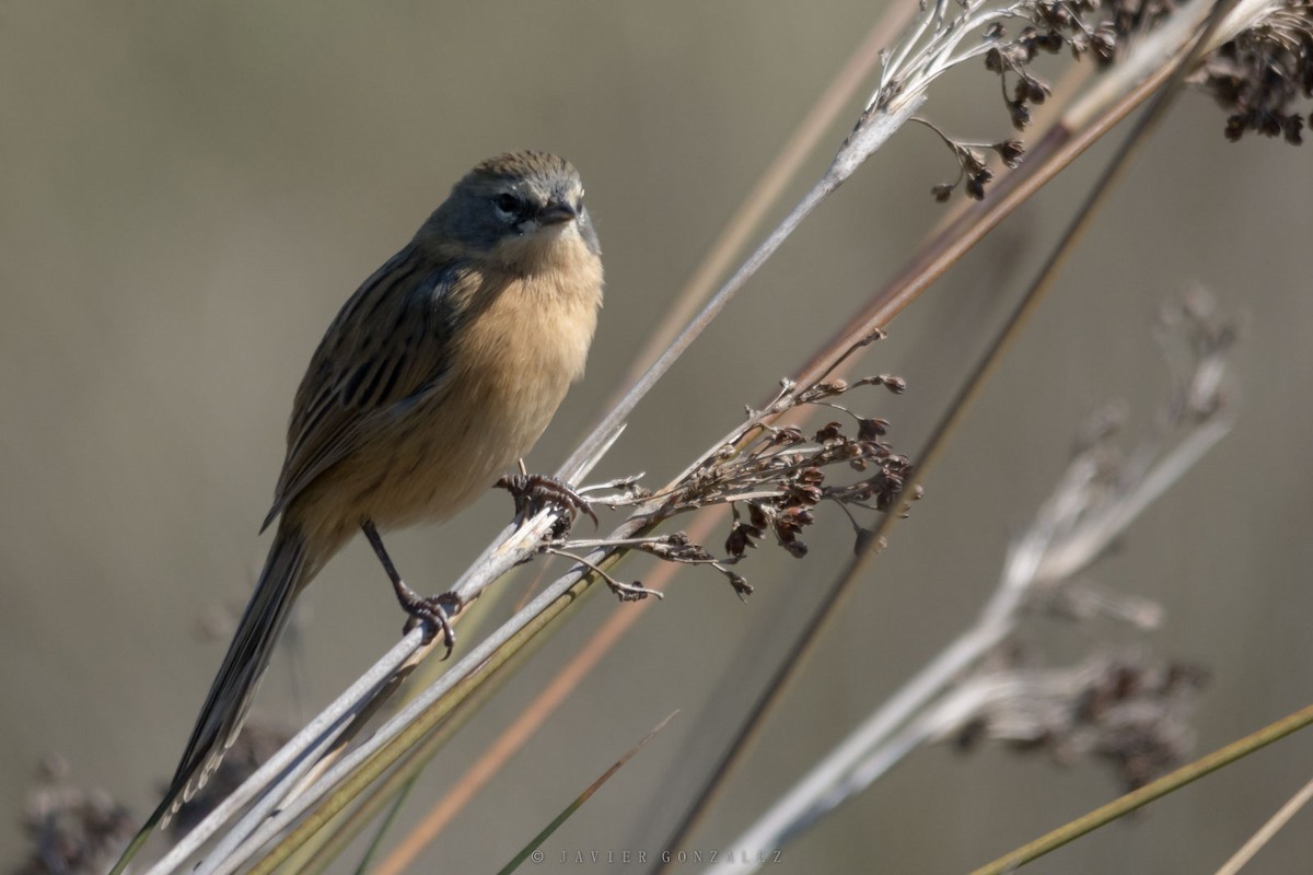 Long-tailed Reed Finch - ML641269694