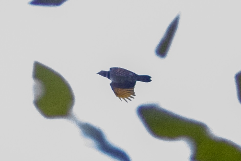Altın Ağaçkakan (auratus/luteus) - ML641269747