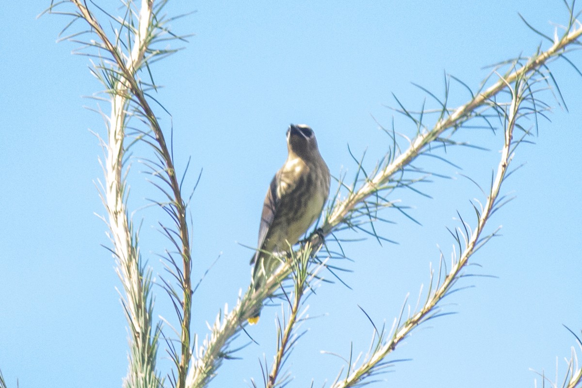 Cedar Waxwing - ML641269753