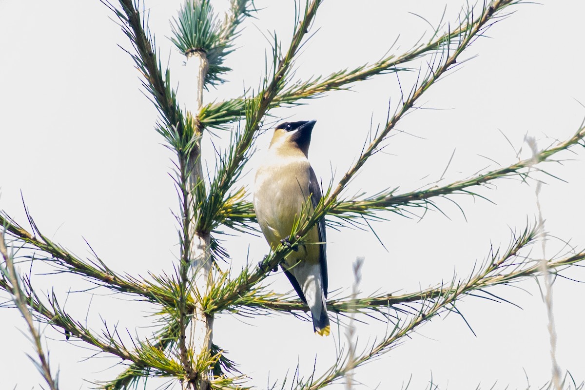 Cedar Waxwing - ML641269755