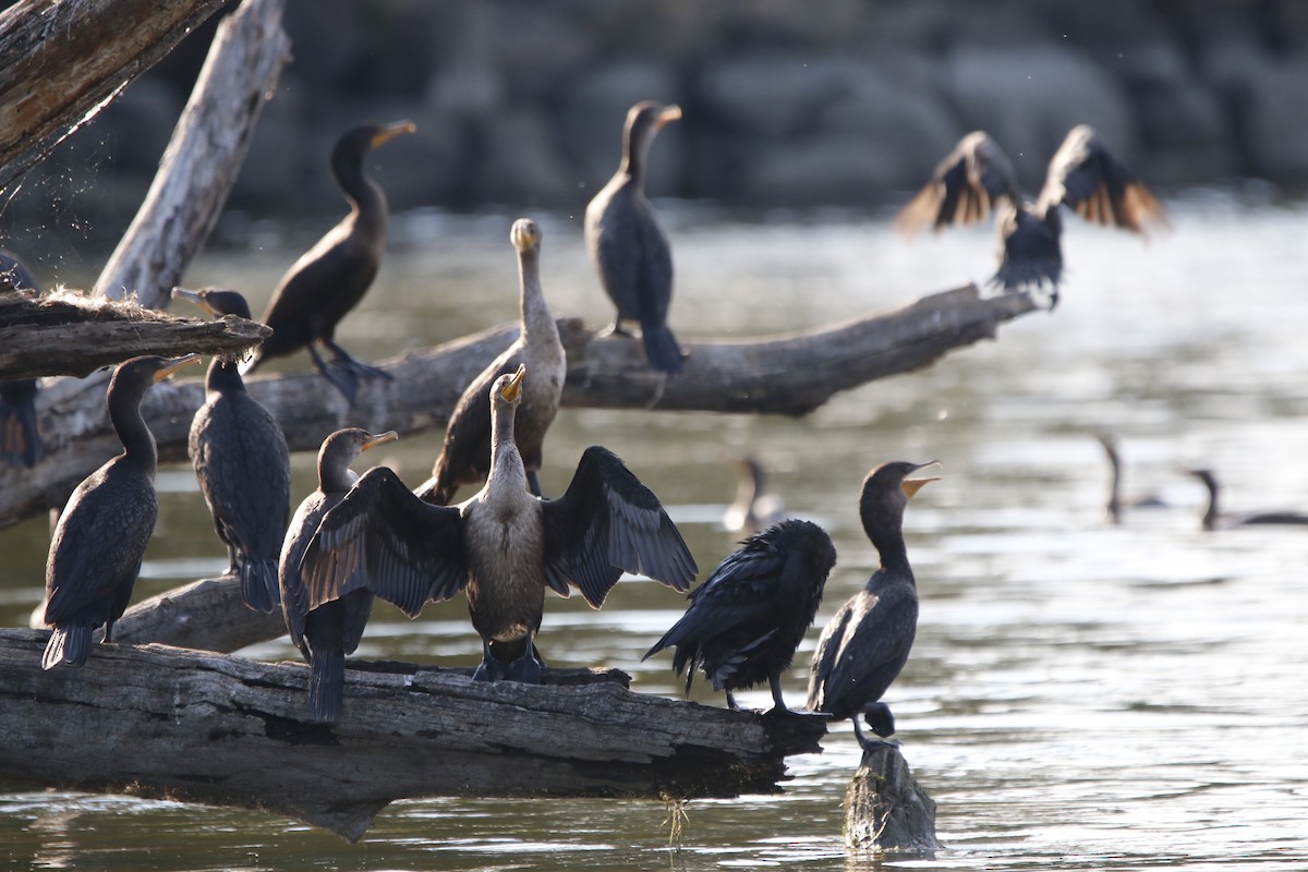Cormoran à aigrettes - ML641269775