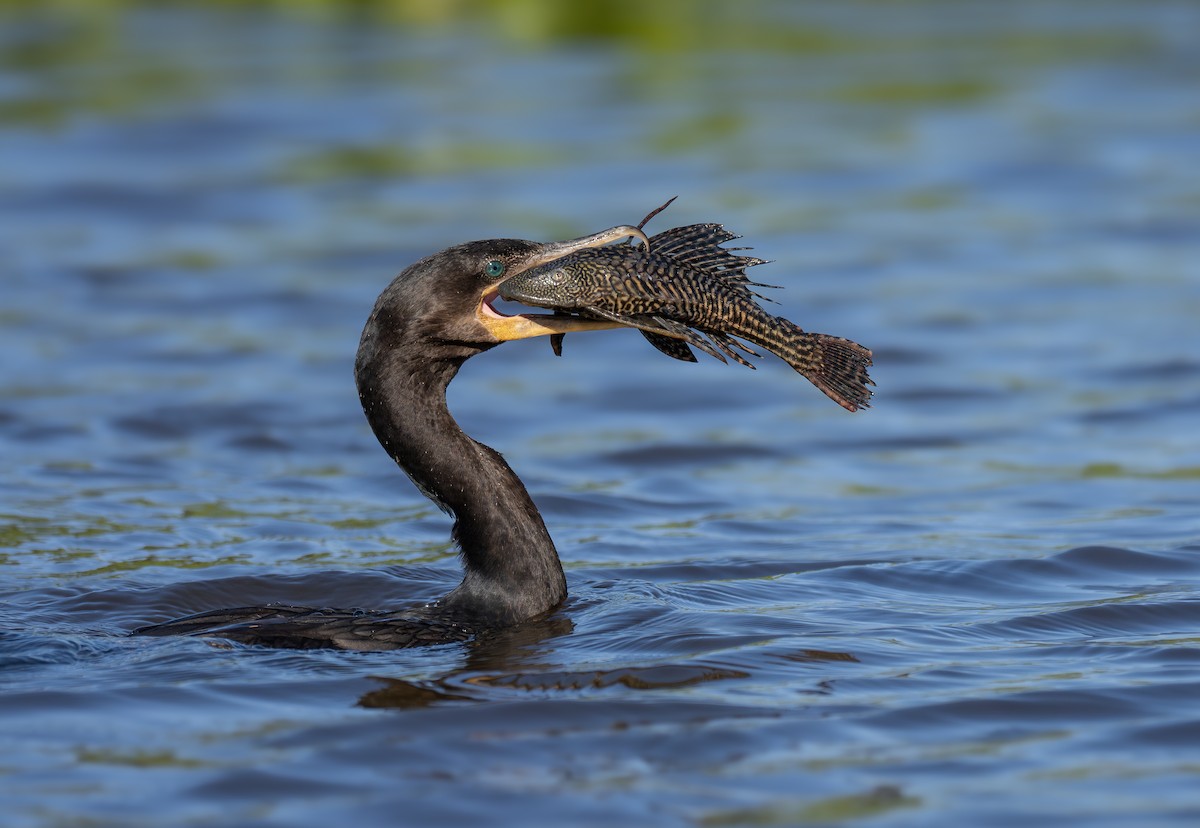 Neotropic Cormorant - ML641269793