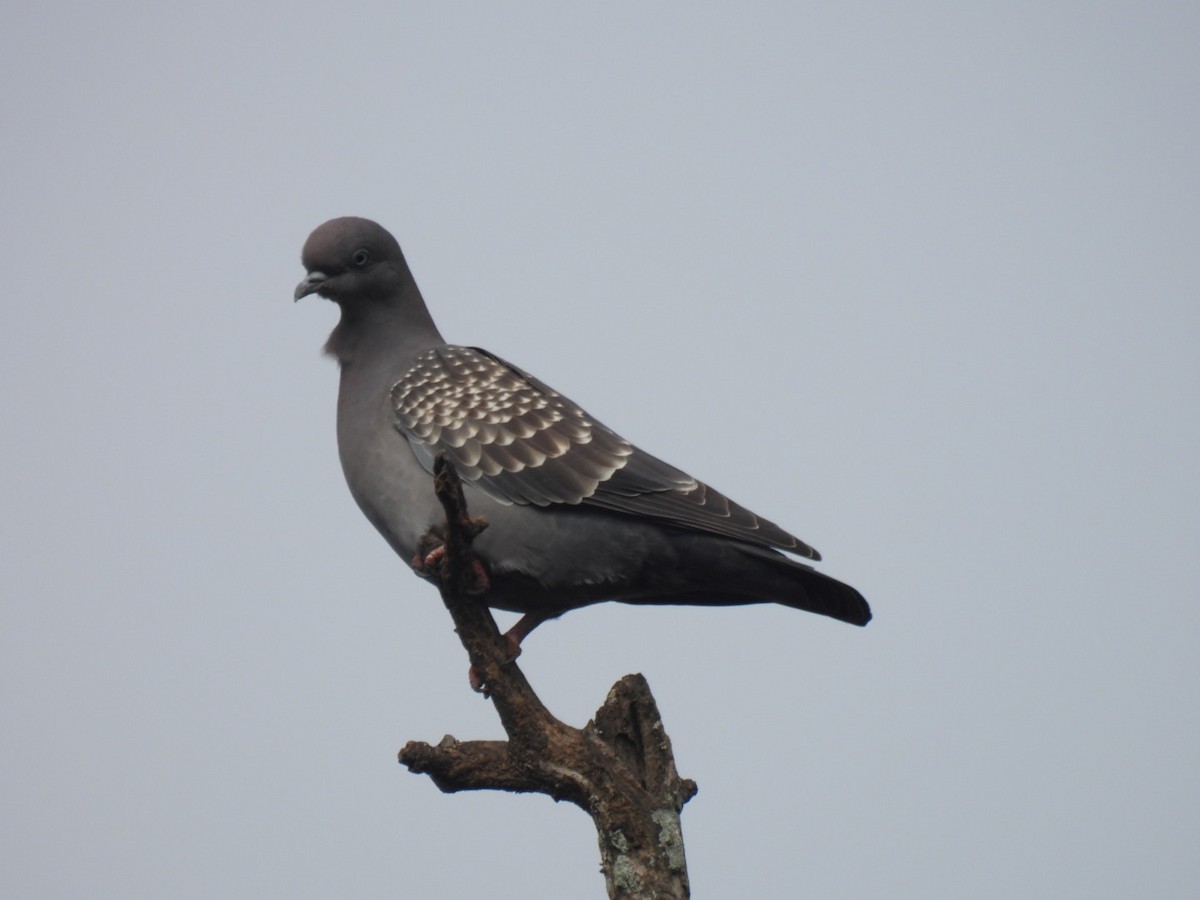 Spot-winged Pigeon - ML641269814