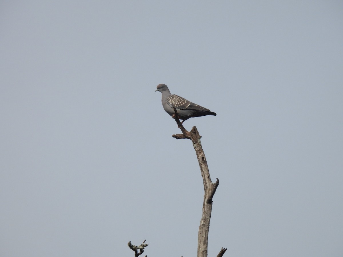 Pigeon tigré - ML641269815