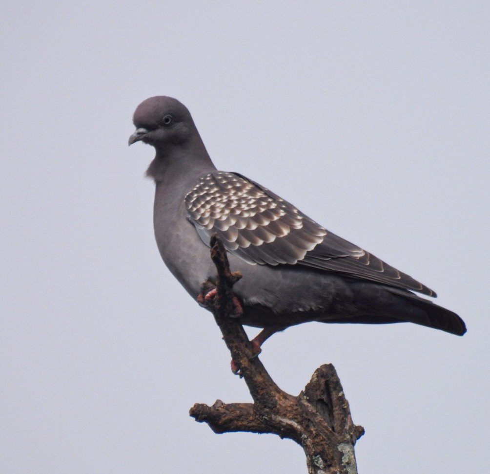 Spot-winged Pigeon - ML641269817