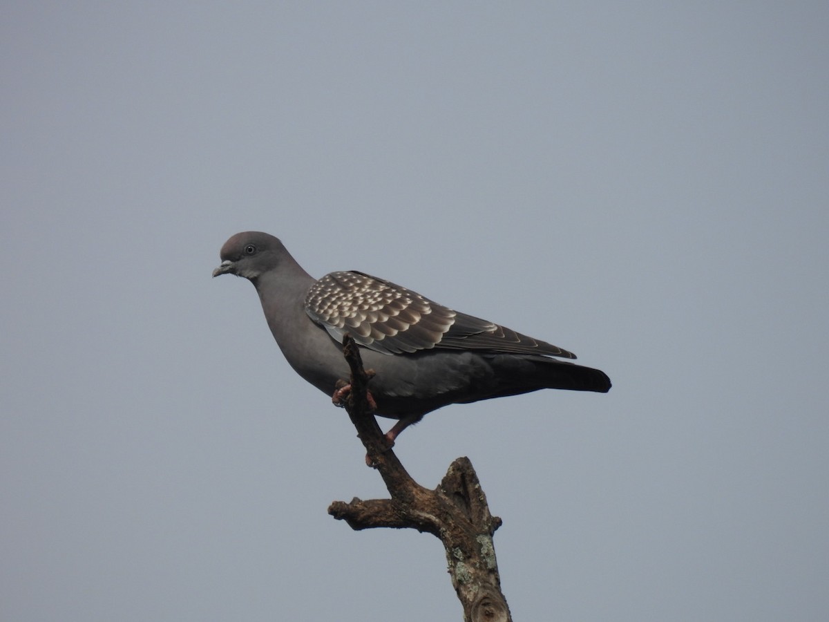 Pigeon tigré - ML641269818