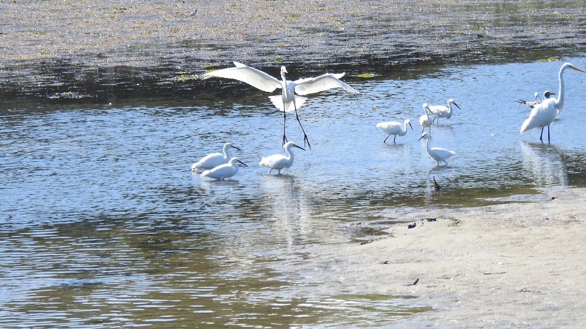 Snowy Egret - ML641269834
