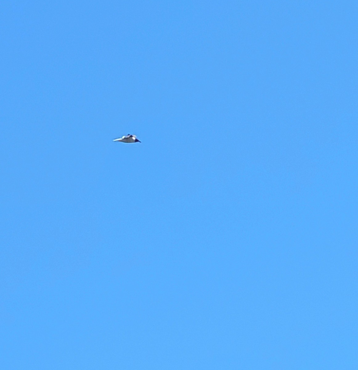 ワライカモメ - ML641269836