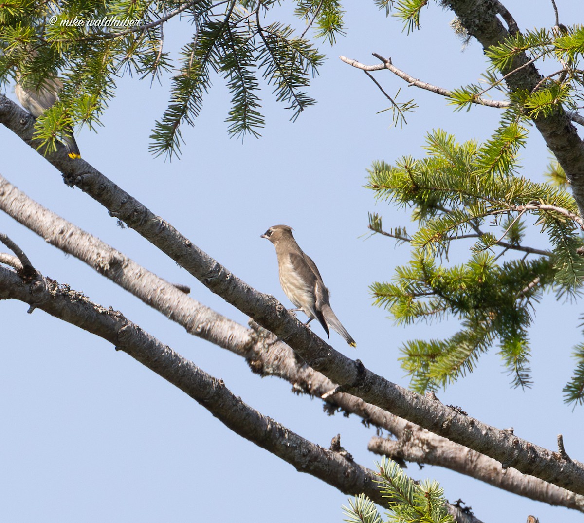 Cedar Waxwing - ML641269930
