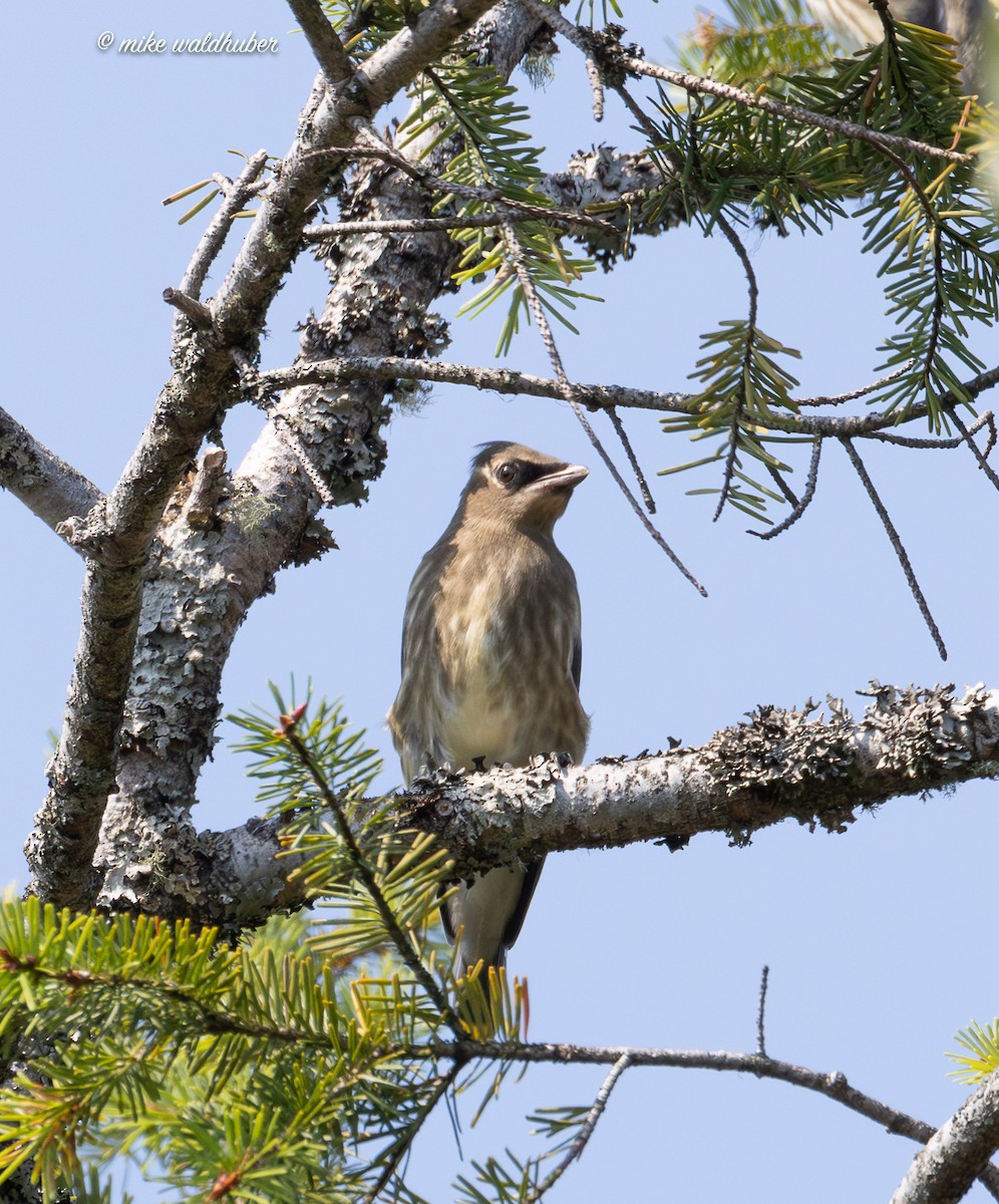 Cedar Waxwing - ML641269931
