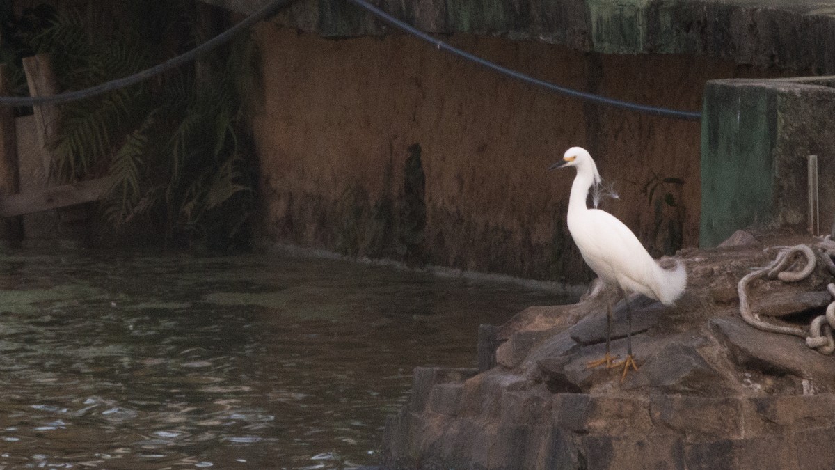 Snowy Egret - ML641269945