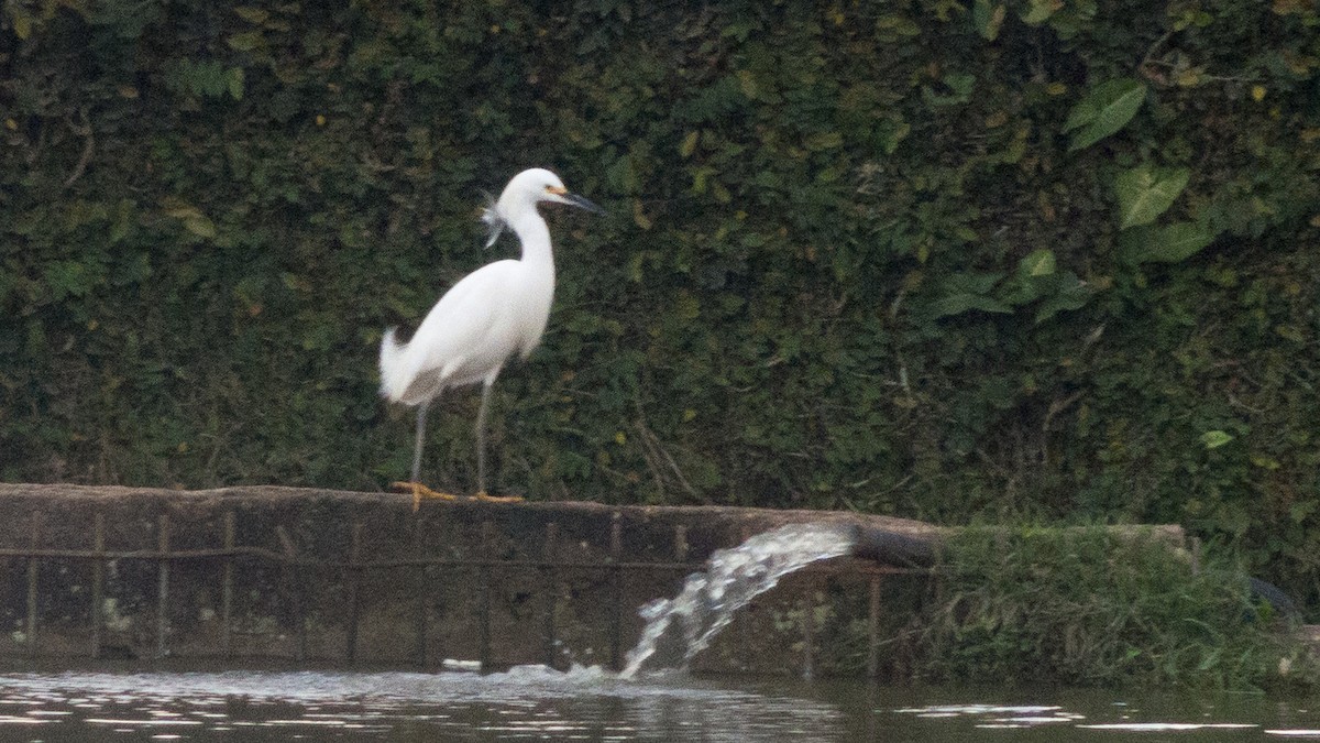 Snowy Egret - ML641269947