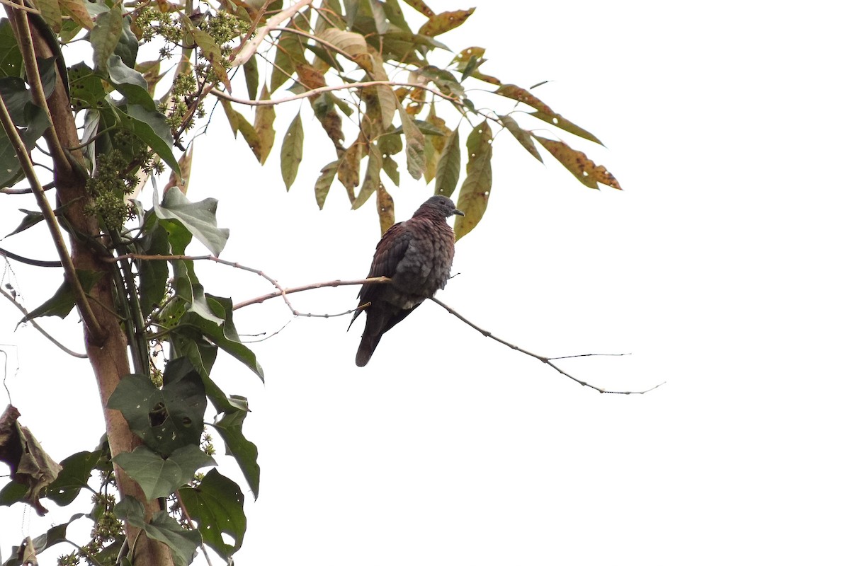 Pale-vented Pigeon - ML641269958