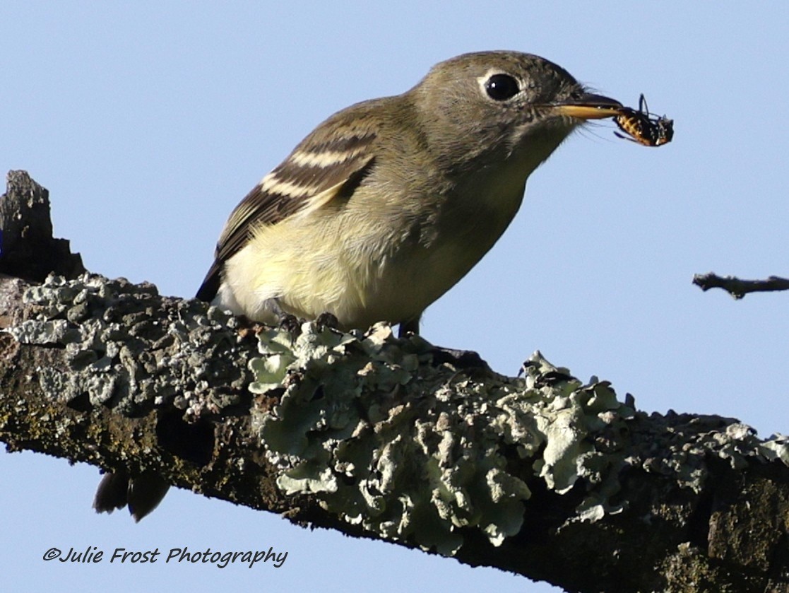 Yellow-bellied Flycatcher - ML641270023