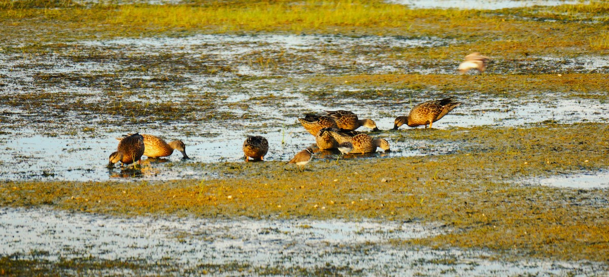 Blue-winged Teal - ML641270034