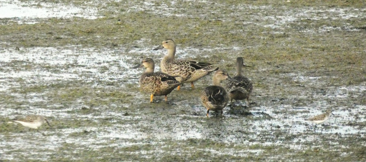 Blue-winged Teal - ML641270036
