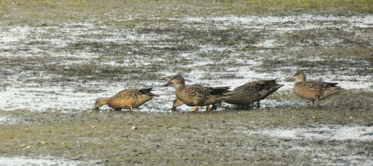 Blue-winged Teal - ML641270037