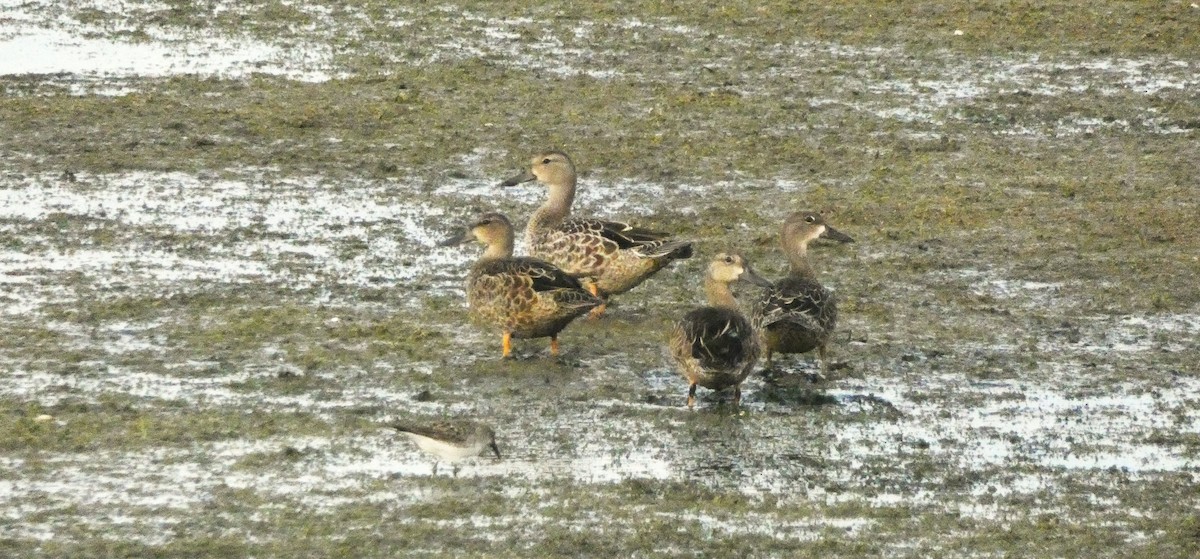 Blue-winged Teal - ML641270038