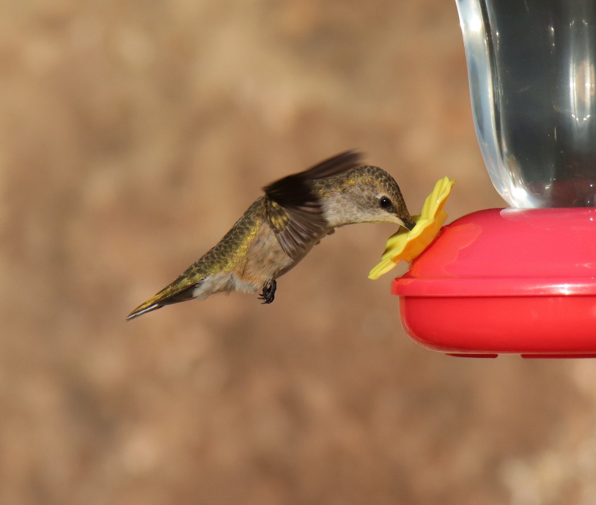 Black-chinned Hummingbird - ML641270050