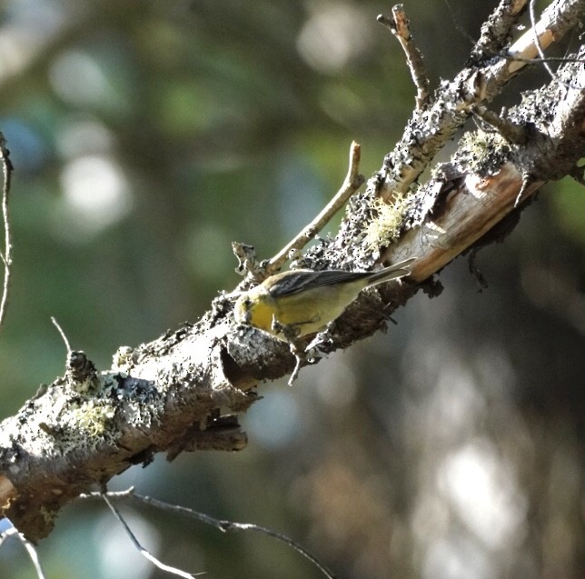 Pine Warbler - ML641270060