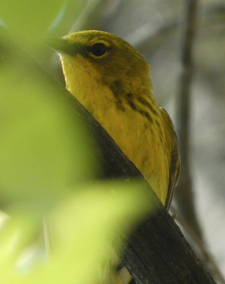 Pine Warbler - ML641270062