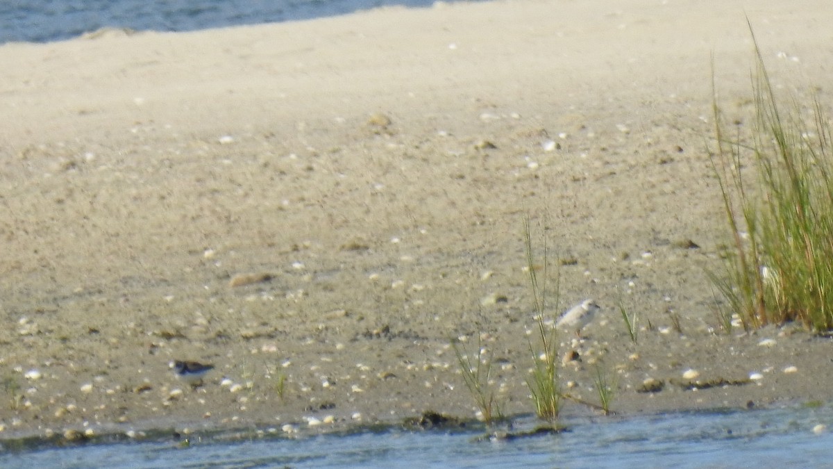 Semipalmated Plover - ML641270071