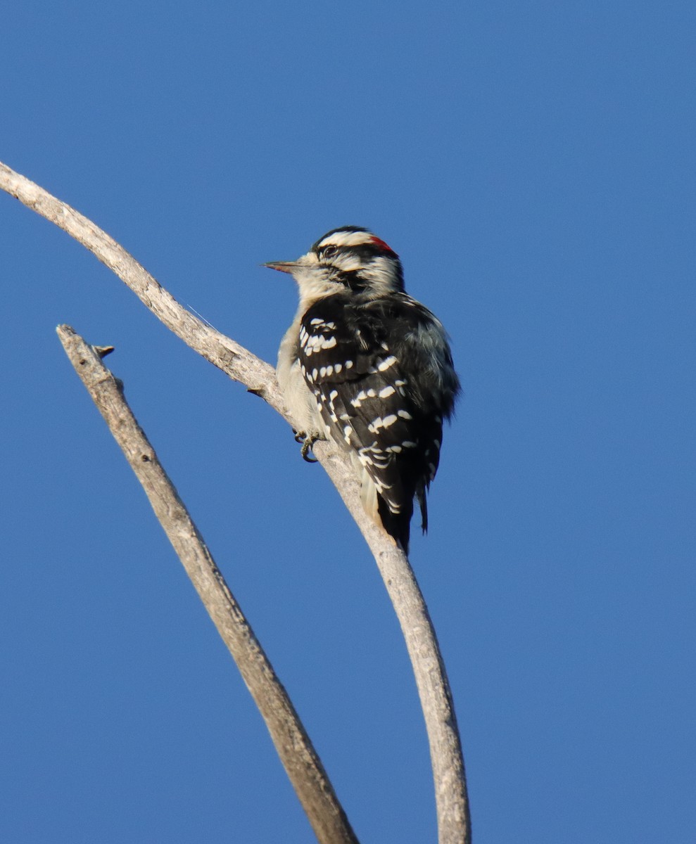 Downy Woodpecker - ML641270088