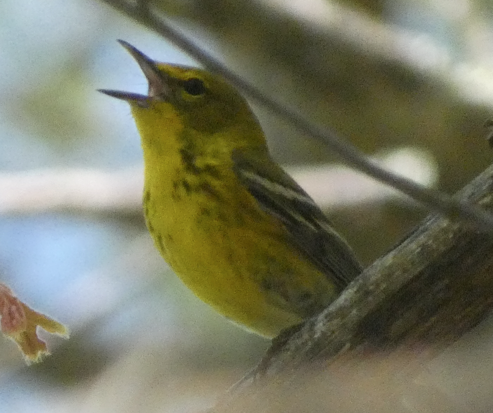 Pine Warbler - ML641270107