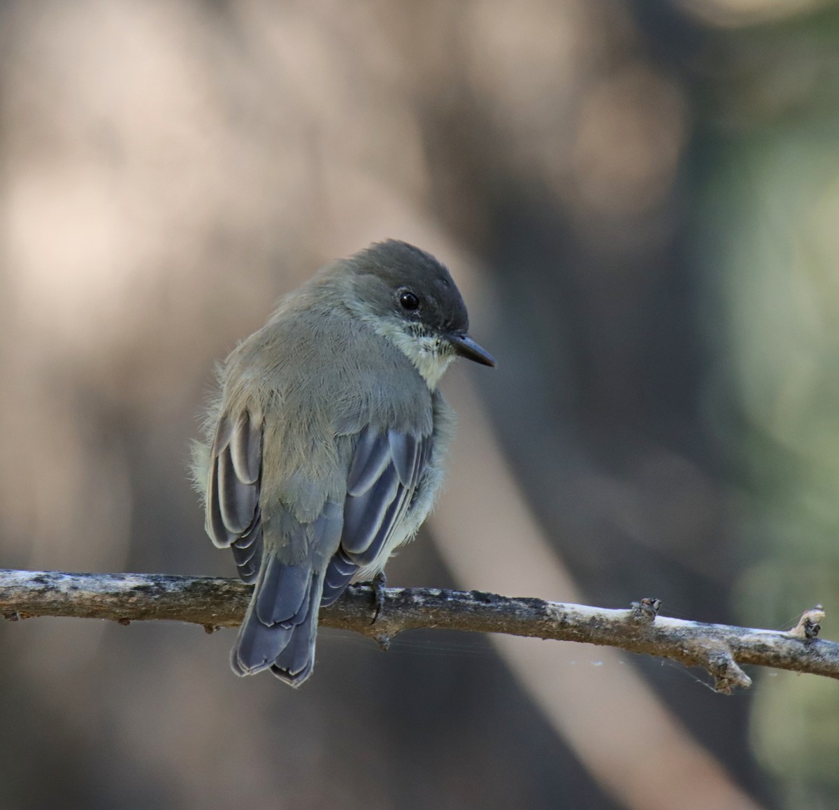 Eastern Phoebe - ML641270112