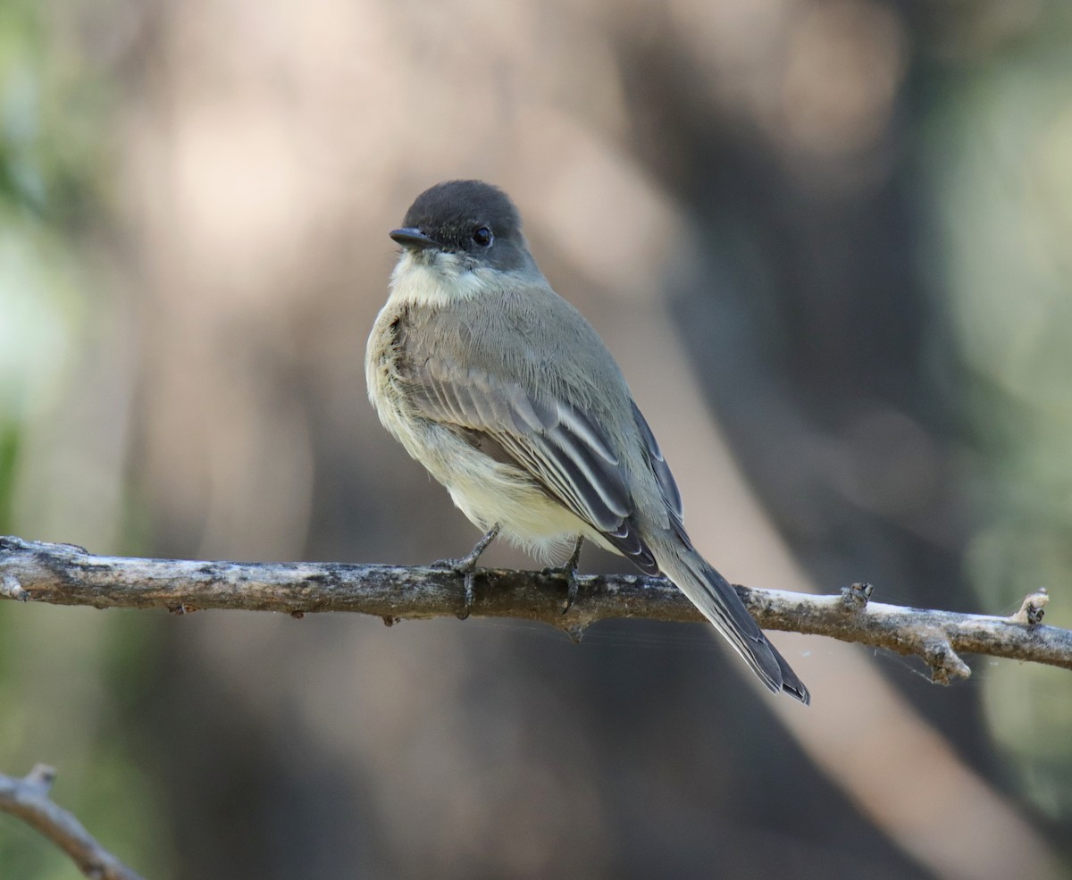 Eastern Phoebe - ML641270113