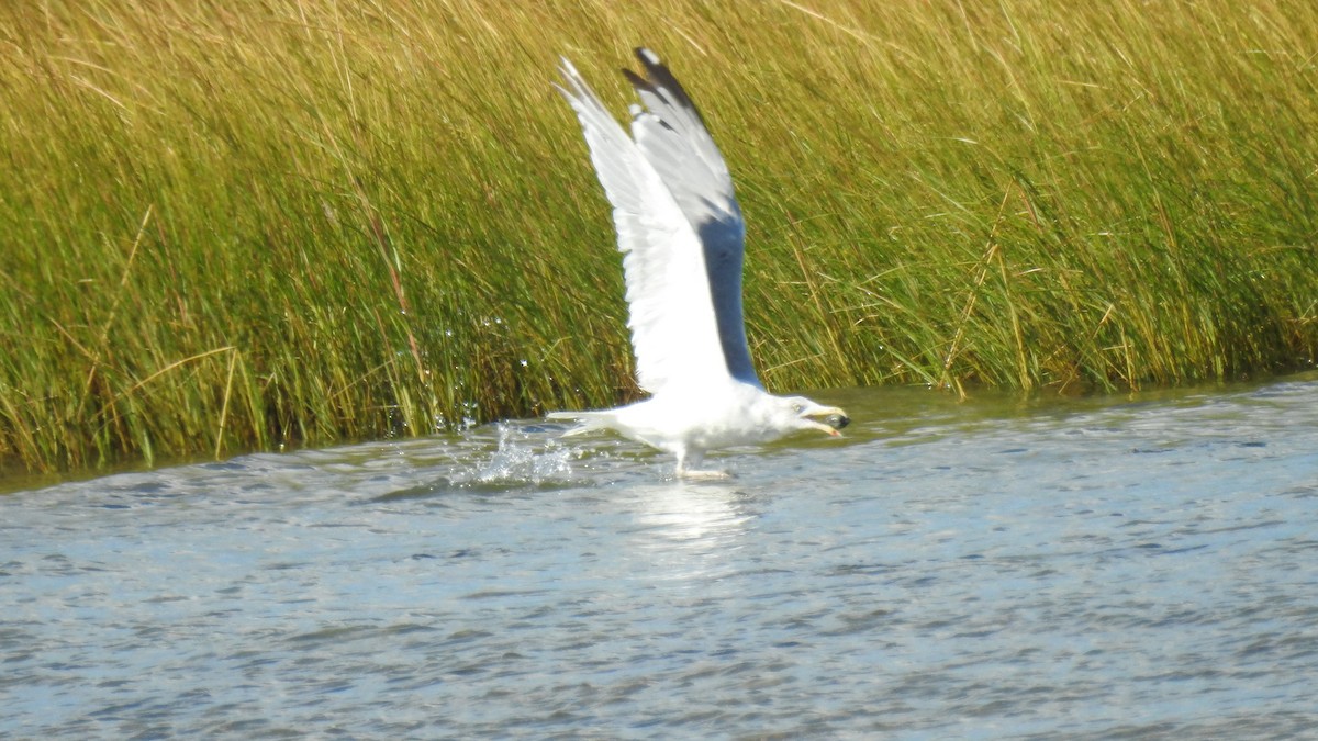 American Herring Gull - ML641270114