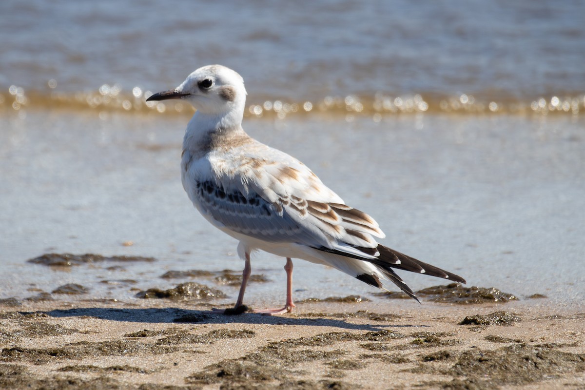 ボナパルトカモメ - ML641270122