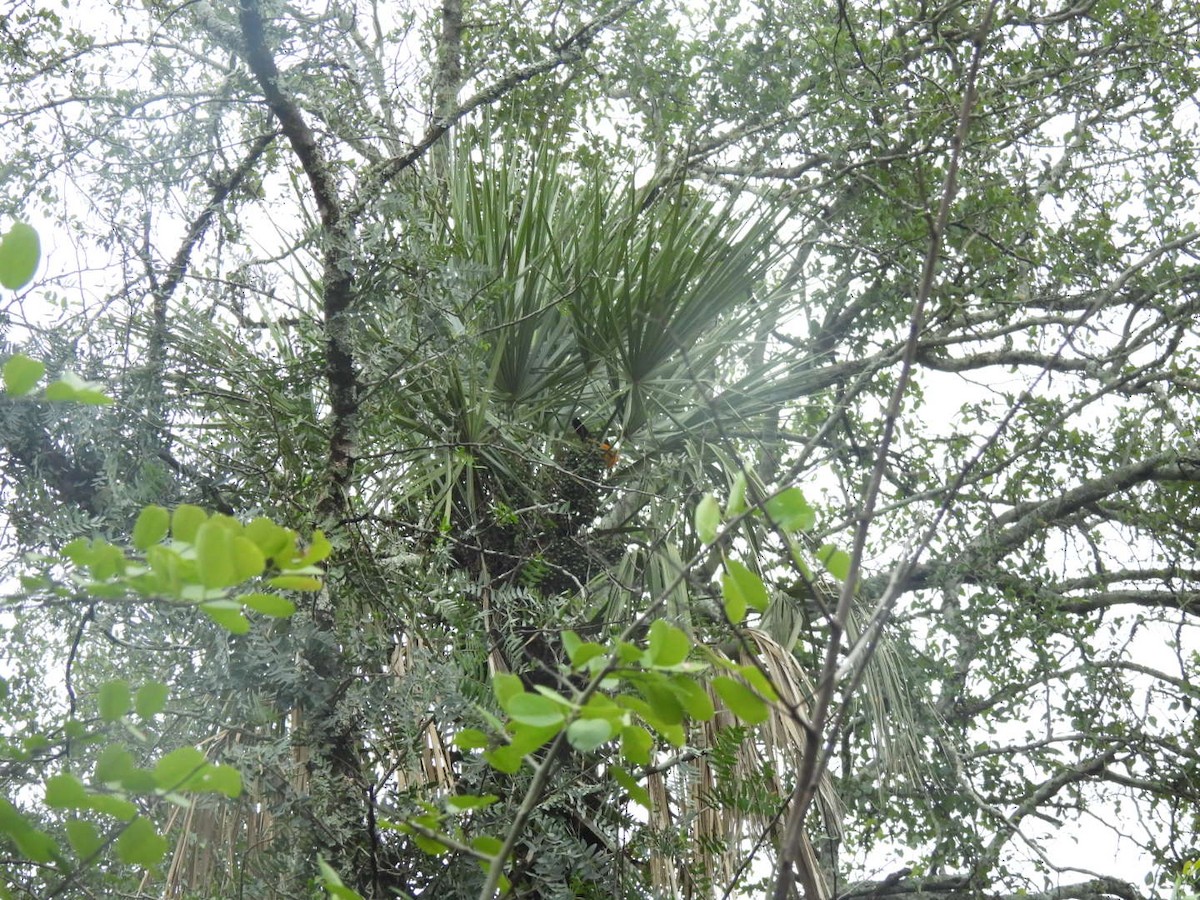 oransjeryggtrupial - ML641270126