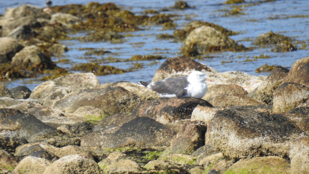 Great Black-backed Gull - ML641270132
