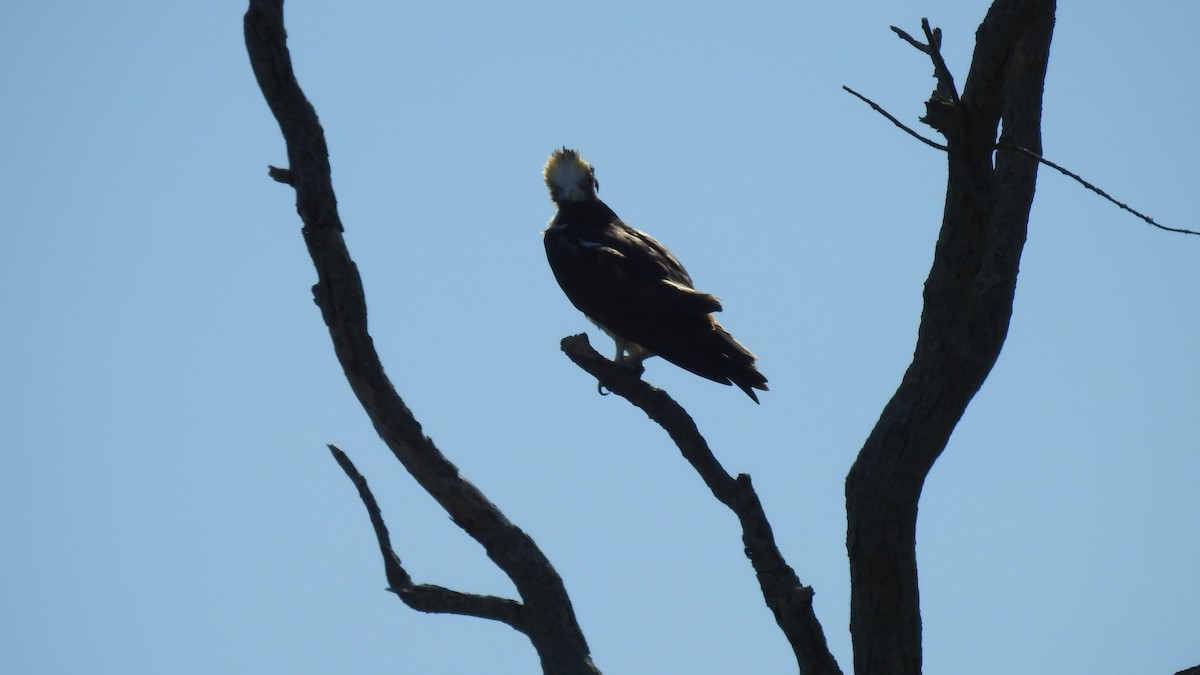 Osprey - ML641270141