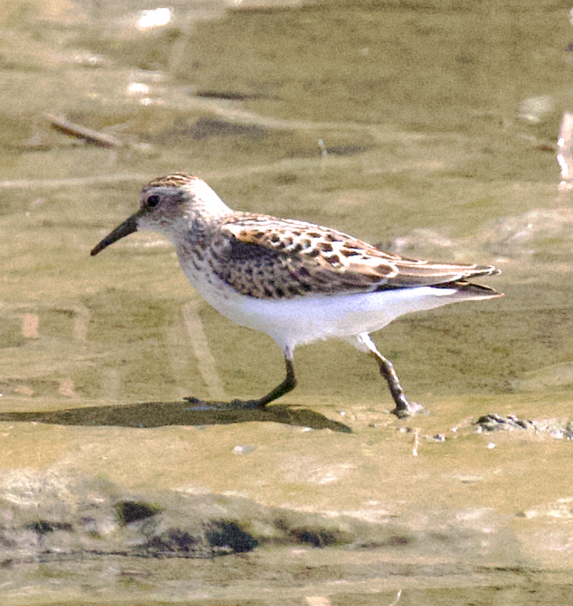 Western Sandpiper - ML641270149