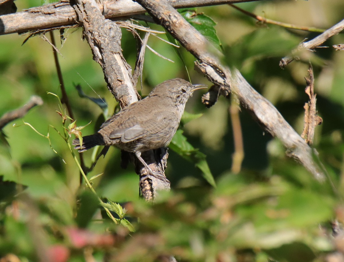 Northern House Wren - ML641270165