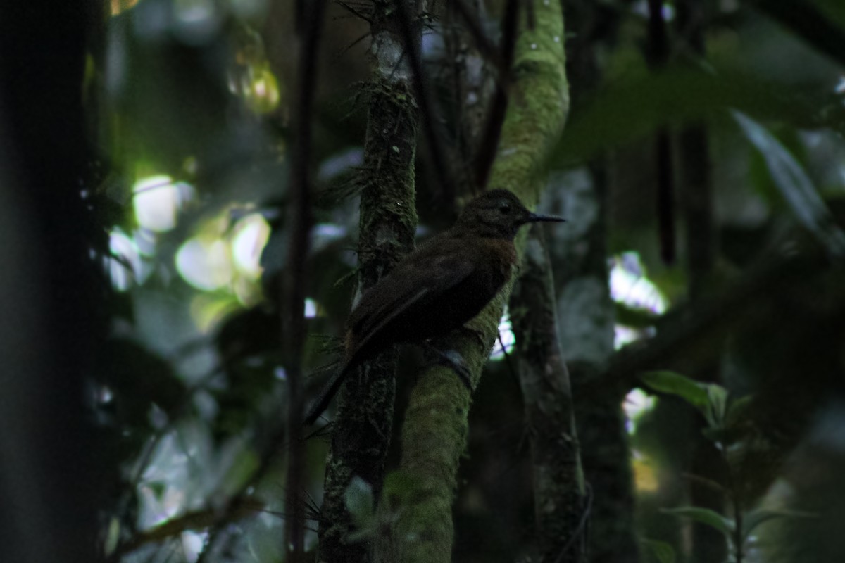 Rufous-breasted Leaftosser - ML641270181